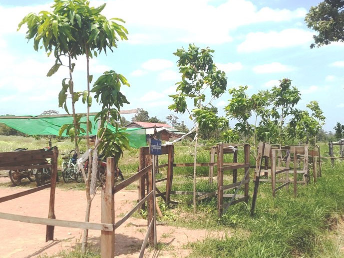 昨年富沢さん植樹のマンゴーの木