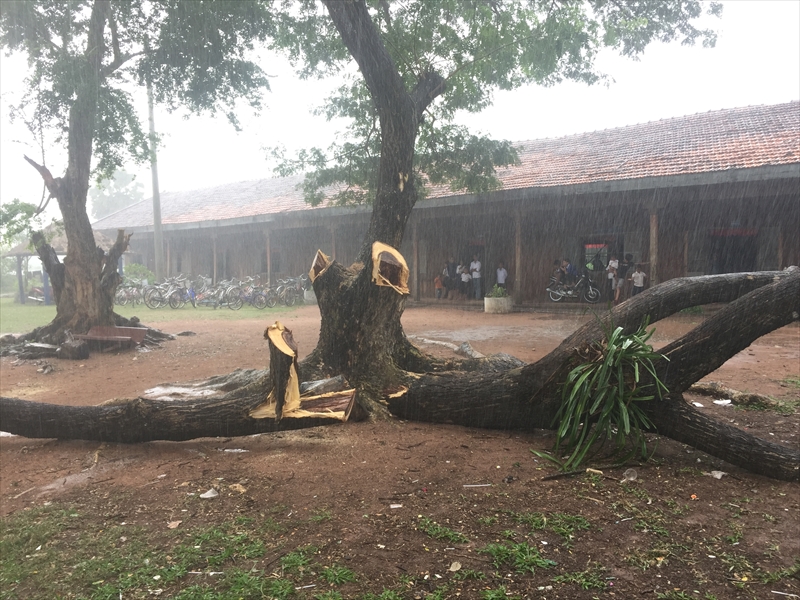 大木の伐採　後ろは1994年建設校舎