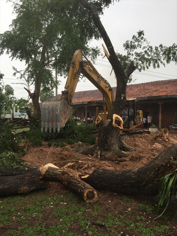大木の伐採と整地
