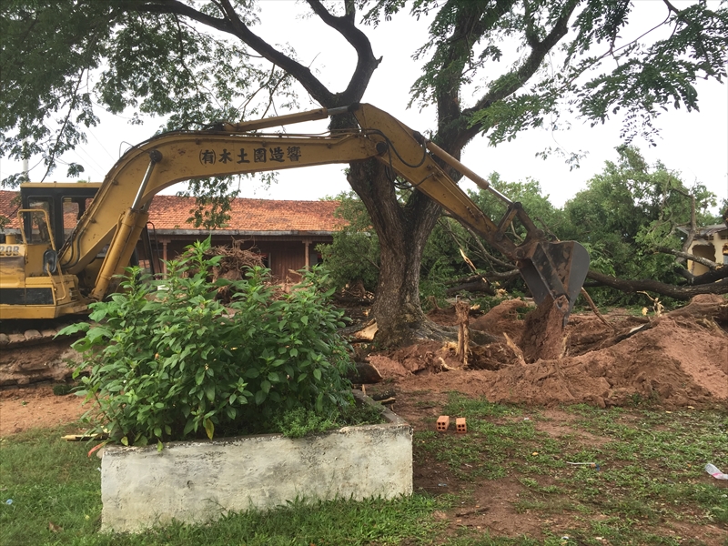 大木の伐採と整地