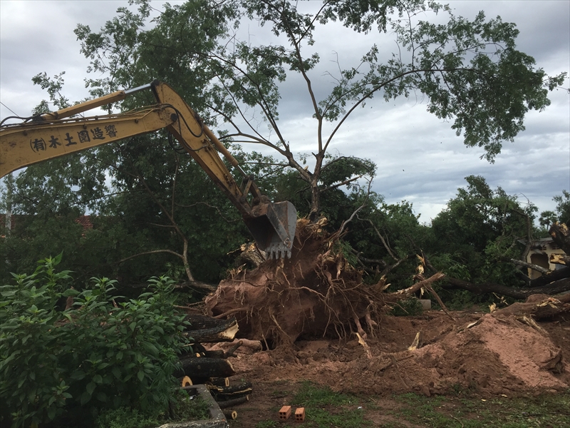 大木の伐採と整地