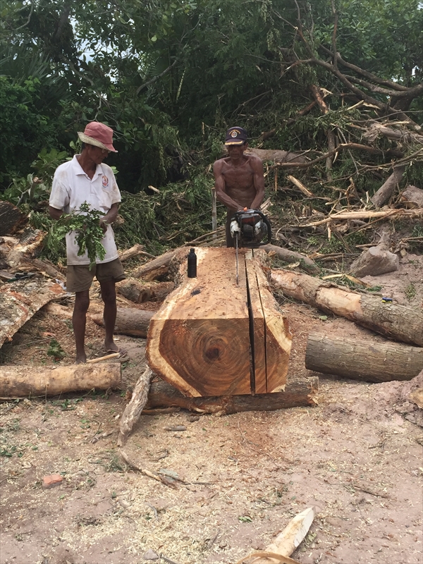 伐採した木の切りだし