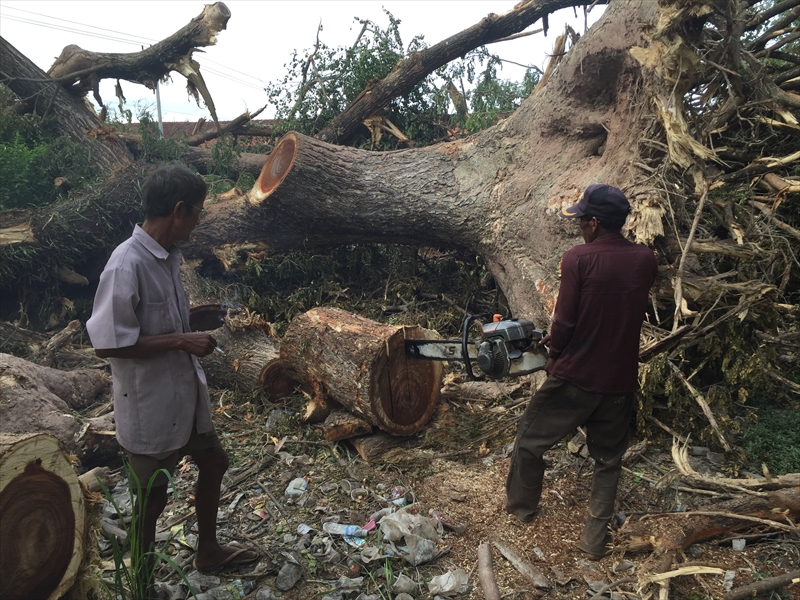 伐採した木の切り出し